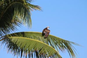 Osprey are frequent visitors